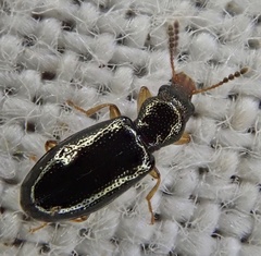 Salpingus planirostris