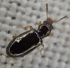 Salpingus planirostris