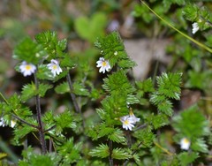 Euphrasia hudsoniana