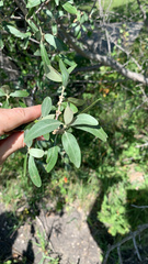 Shepherdia argentea