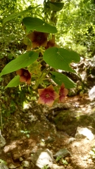 Polystemma guatemalense