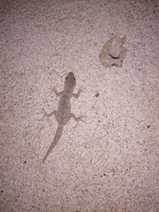 Mediodactylus danilewskii