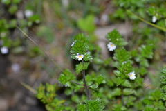 Euphrasia hudsoniana