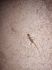 Mediodactylus danilewskii