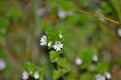 Euphrasia hudsoniana