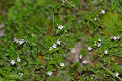 Euphrasia hudsoniana