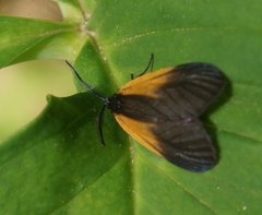 Pyromorpha dimidiata