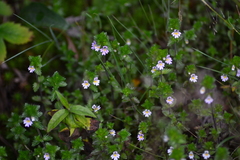 Euphrasia hudsoniana