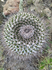 Mammillaria gigantea