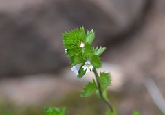 Euphrasia hudsoniana