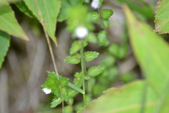 Euphrasia hudsoniana
