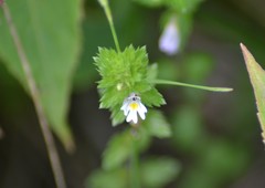 Euphrasia hudsoniana