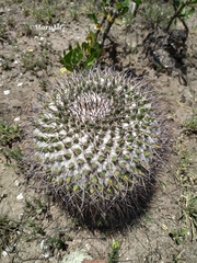 Mammillaria gigantea