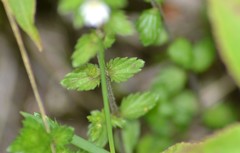 Euphrasia hudsoniana