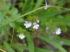 Euphrasia hudsoniana