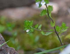 Euphrasia hudsoniana