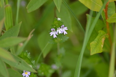 Euphrasia hudsoniana