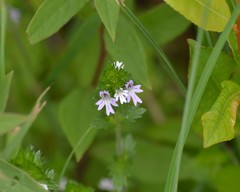 Euphrasia hudsoniana