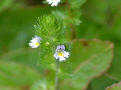 Euphrasia hudsoniana