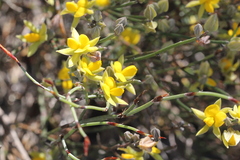 Jacksonia stackhousei