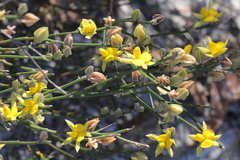 Jacksonia stackhousei