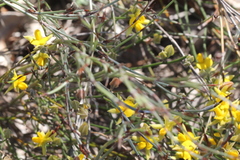 Jacksonia stackhousei