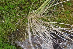 Festuca saximontana