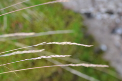 Festuca saximontana