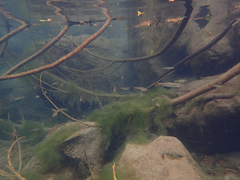 Ptychocheilus grandis
