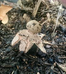 Geastrum rufescens