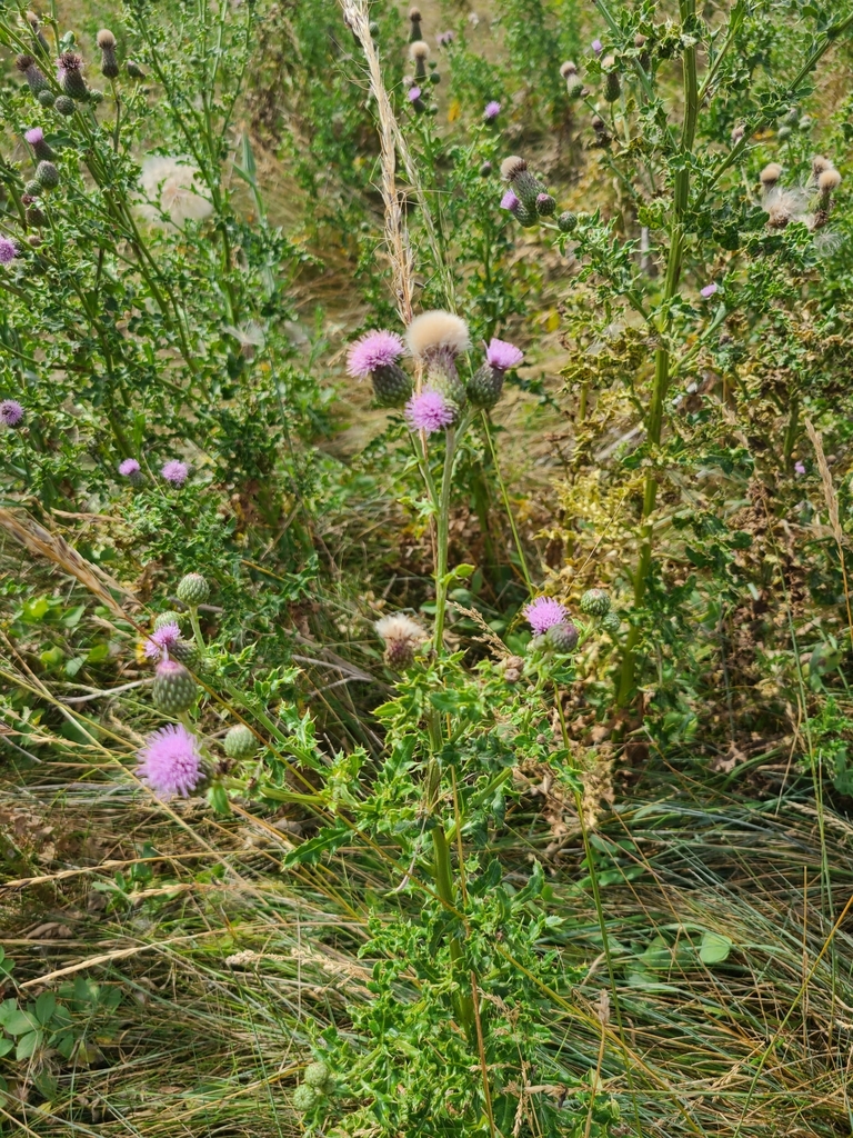 Creeping Thistle From Calgary AB T3K 2P6 Canada On August 21 2020 At Creeping thistle from calgary ab t3k 2p6 canada on august 21 2020 at