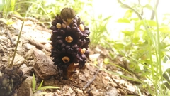 Bdallophytum americanum
