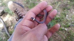 Tantilla
