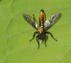 Laphria sericea