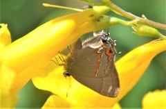 Electrostrymon guzanta