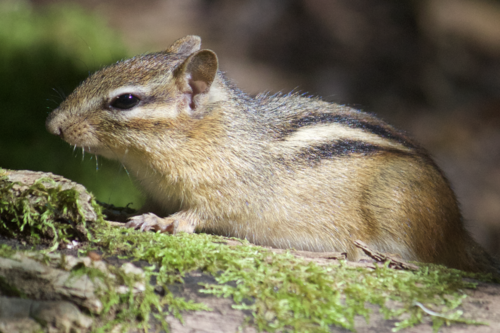 Eastern Chipmunk photographed in New York