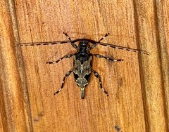 Graphisurus triangulifer