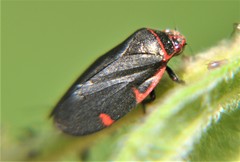 Prosapia ignifera