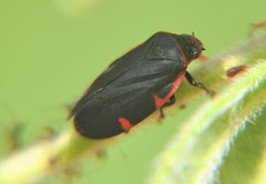 Prosapia ignifera