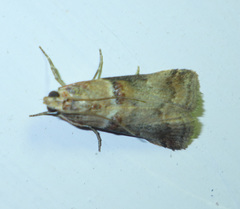 Acrobasis tumidana