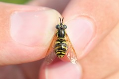 Chrysotoxum pubescens