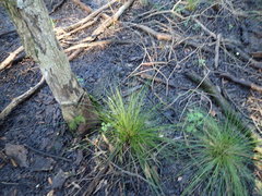 Rhynchospora perplexa