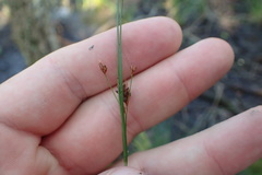 Rhynchospora perplexa