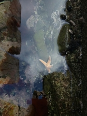 Allostichaster insignis