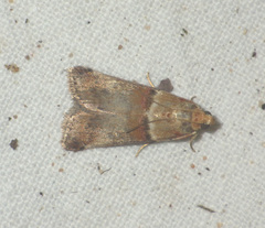 Acrobasis tumidana