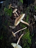 Lepiota jacobi - Photo no rights reserved, uploaded by Garrett Taylor
