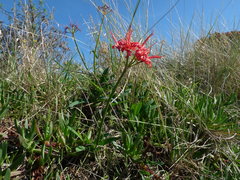 Nerine sarniensis