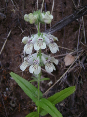 Collinsia tinctoria