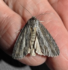 Acronicta lithospila