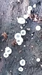 Phialocephala oblonga